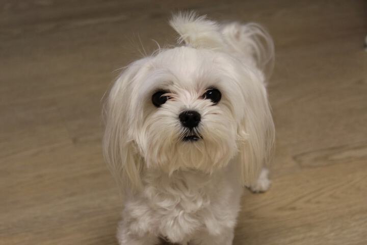 Pet Friendly 120 of 132