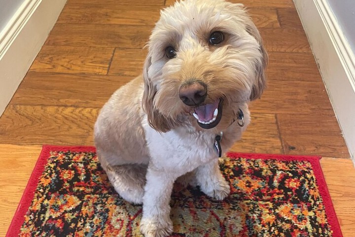 Pet Friendly 68 of 79