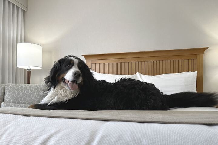 Pet Friendly 69 of 77