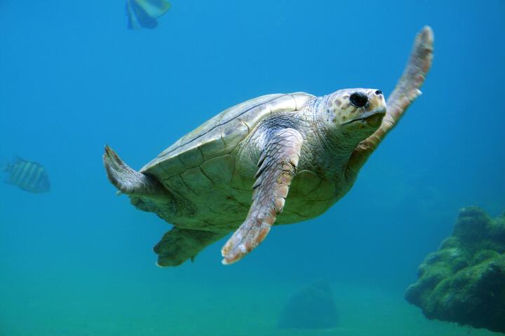 Kona Kai Resort and Gallery - Adults Only