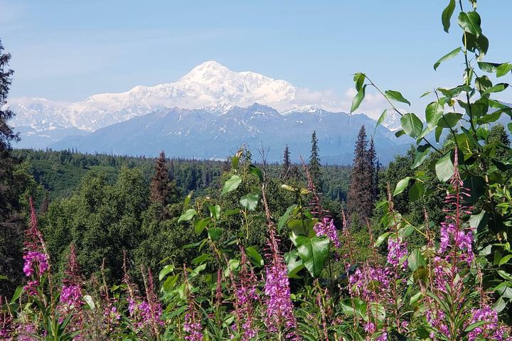 Denali Wild Stay