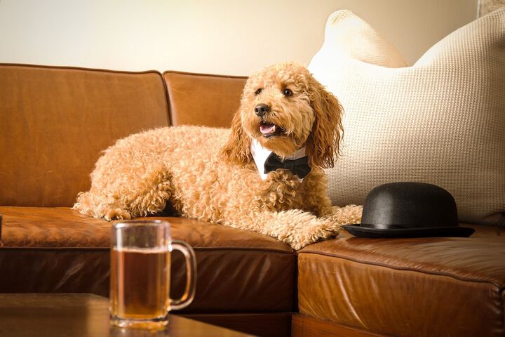 Pet Friendly 106 of 108