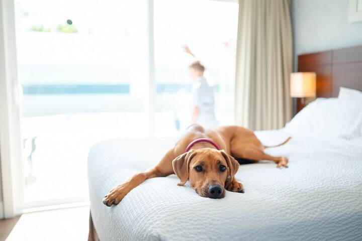 Pet Friendly 43 of 45