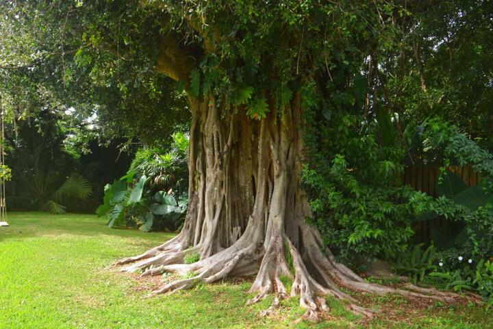 Banyan Tree B & B Retreat