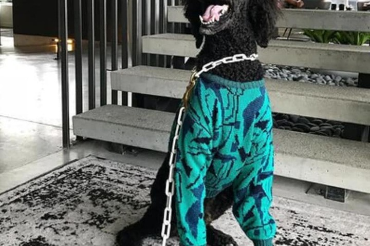 Pet Friendly 36 of 45