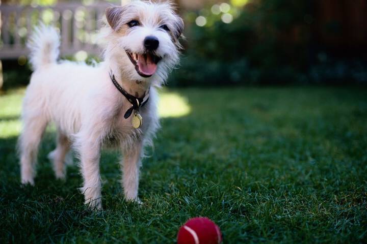 Pet Friendly 38 of 41