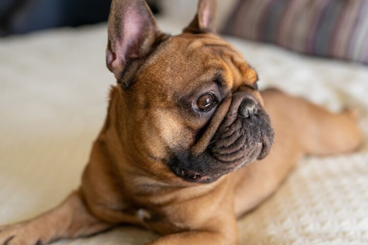 Pet Friendly 50 of 50