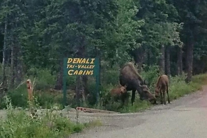 Denali Tri-Valley Cabins