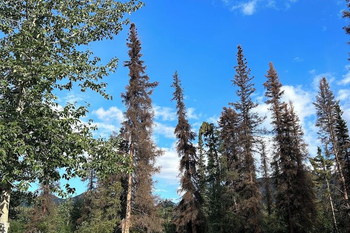Carlo Creek Cabins
