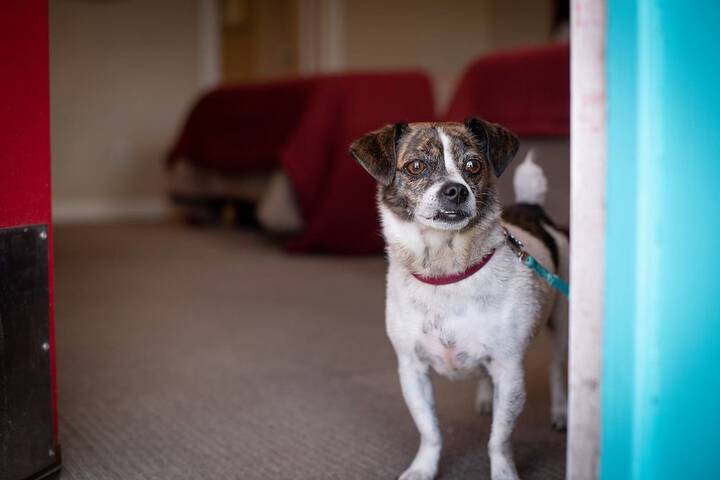 Pet Friendly 52 of 61