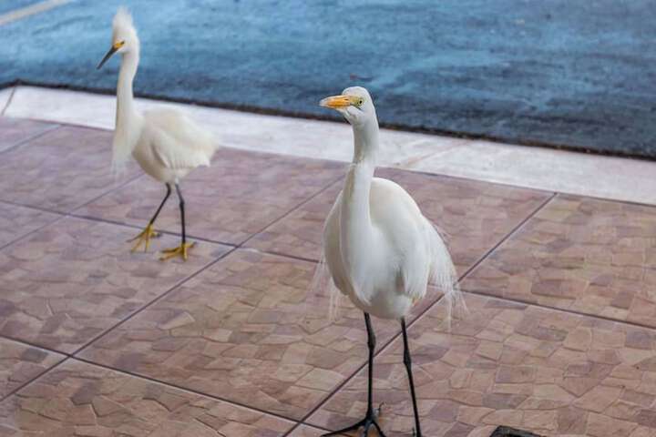 Belleair Beach Resort Motel