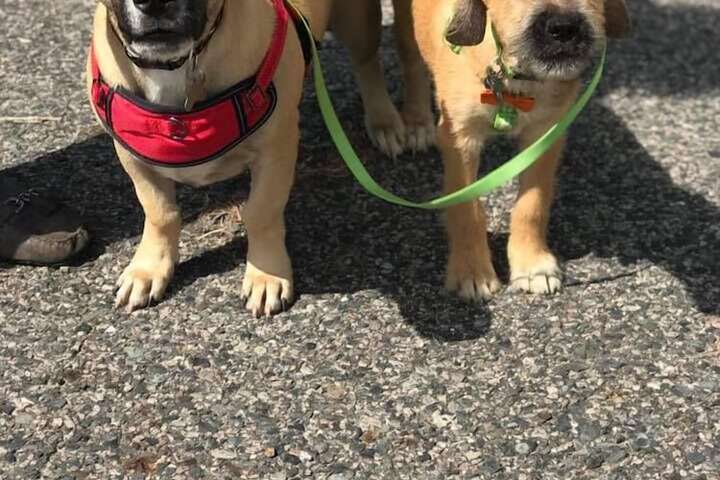 Pet Friendly 230 of 230
