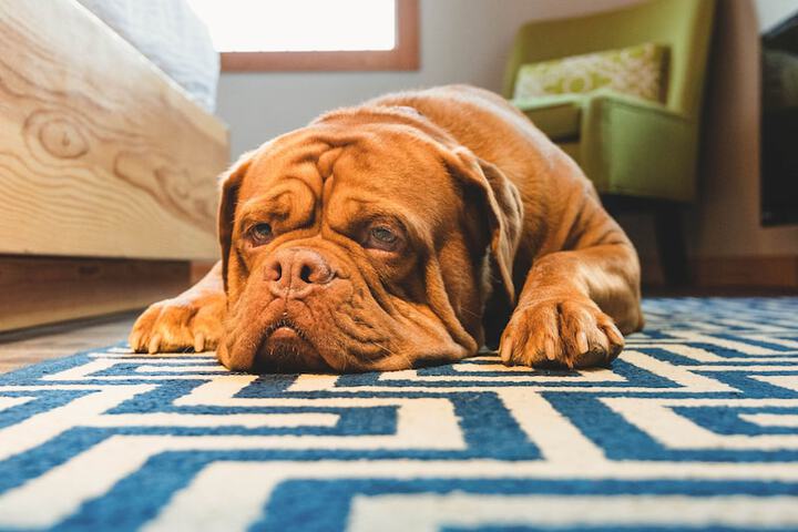 Pet Friendly 75 of 78