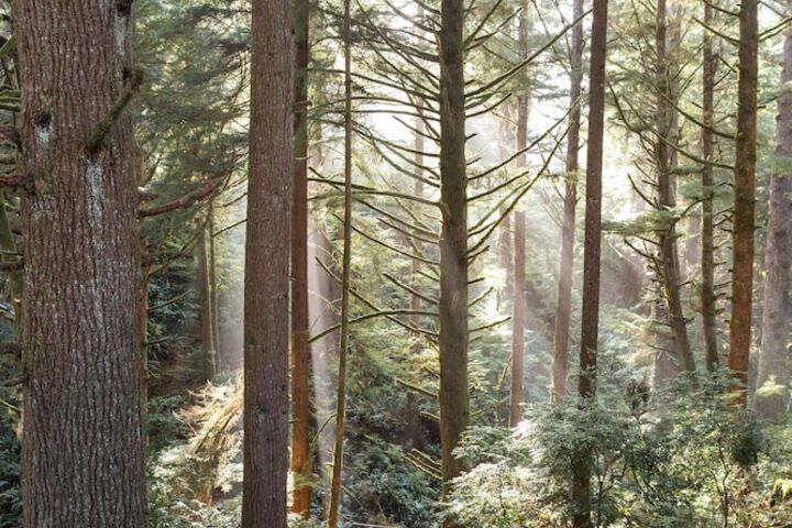 Salishan Coastal Lodge
