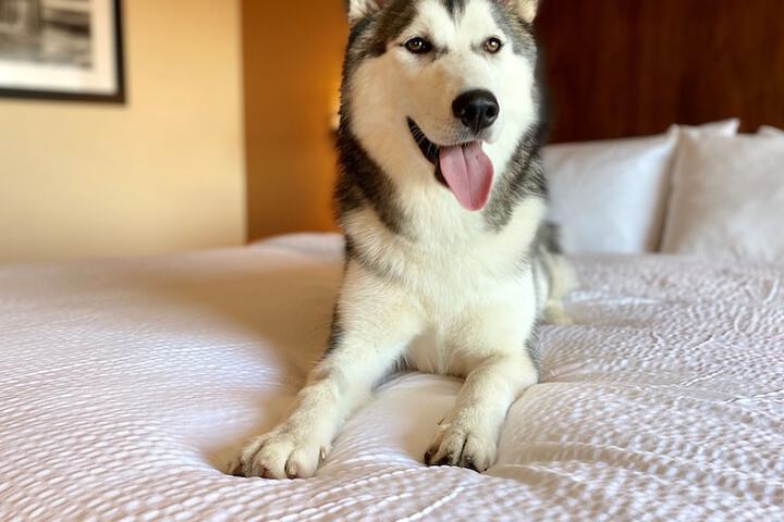 Four Points by Sheraton Kelowna Airport
