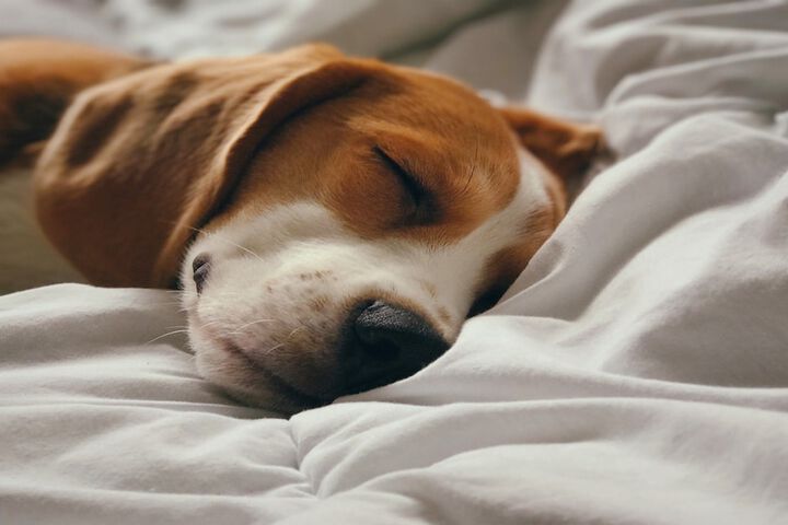 Pet Friendly 58 of 59