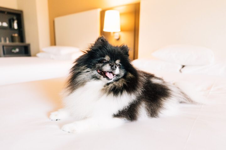 Pet Friendly 60 of 60