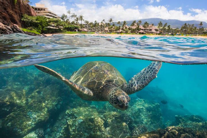 Sheraton Maui Resort & Spa