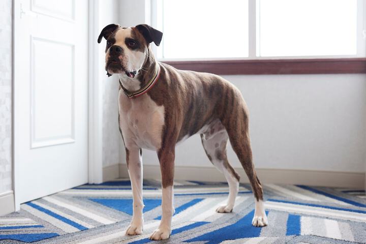 Pet Friendly 71 of 81
