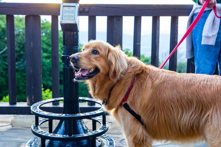 Pet Friendly 47 of 51