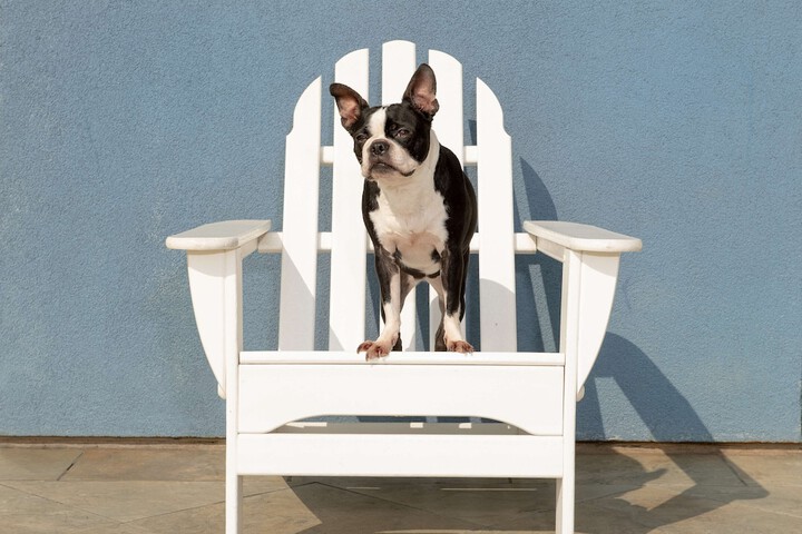 Pet Friendly 50 of 51