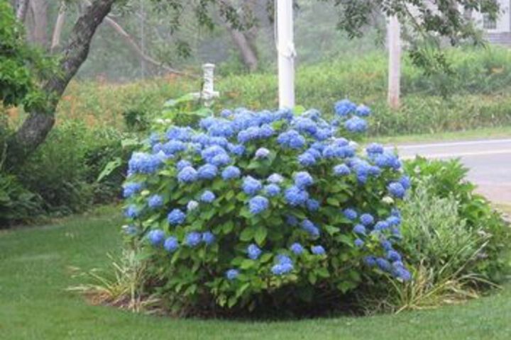 Honeysuckle Hill