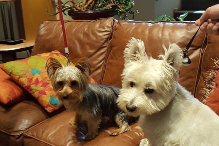 Pet Friendly 56 of 64