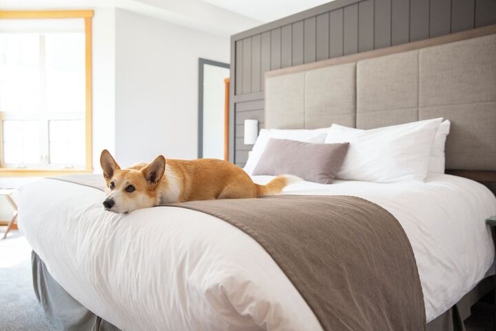 Pet Friendly 127 of 136