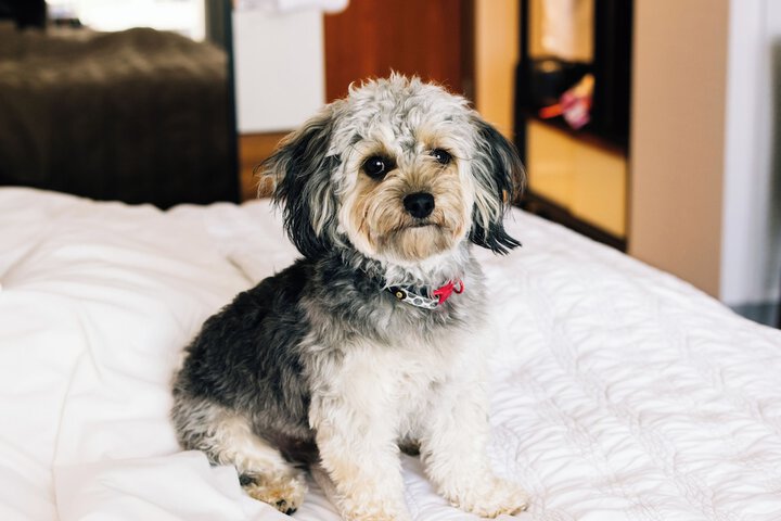 Pet Friendly 93 of 98