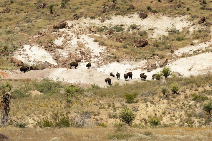 Cibolo Creek Ranch & Resort