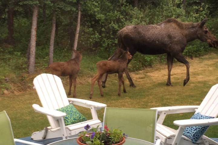 Denali Primrose B & B