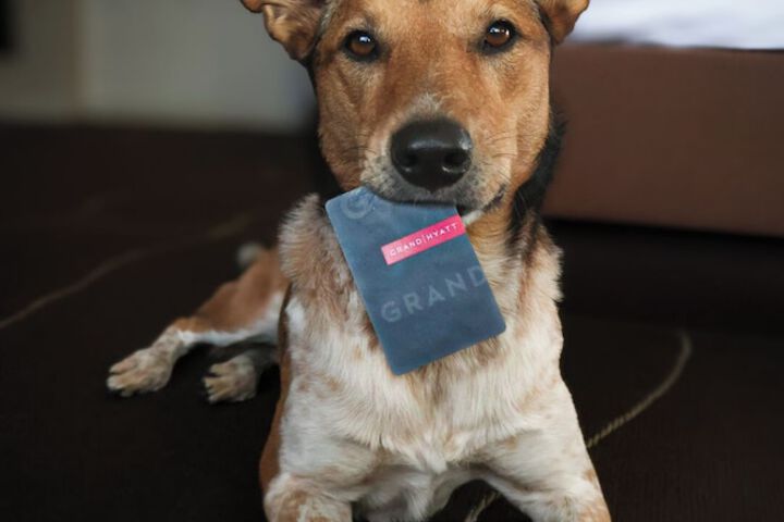 Pet Friendly 64 of 67