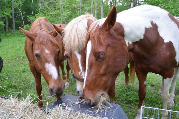 Pisgah View Ranch