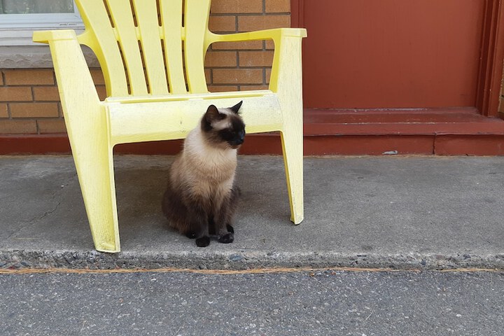 Pet Friendly 13 of 32