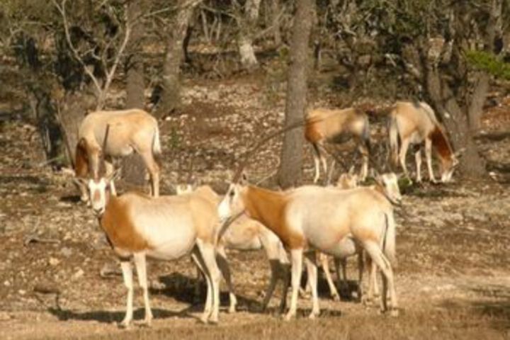 Medina River Ranch Resort