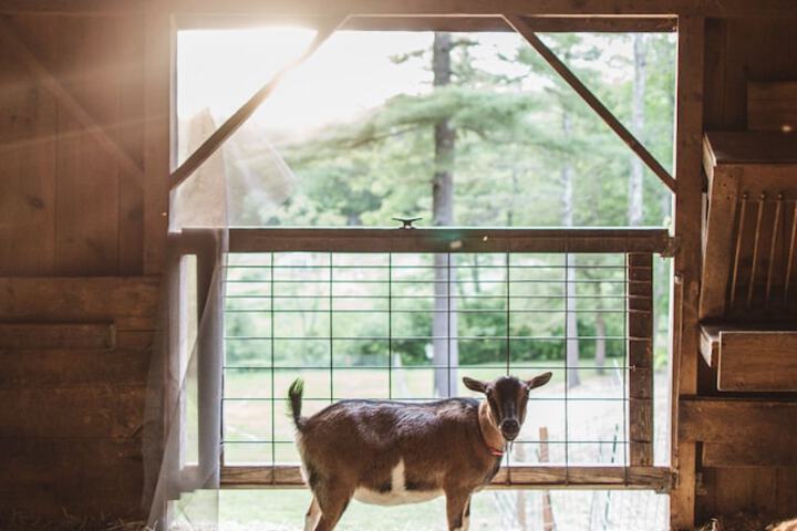 Pet Friendly 40 of 43