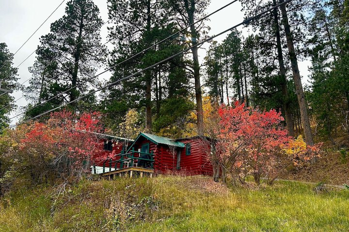 Ponderosa Pines