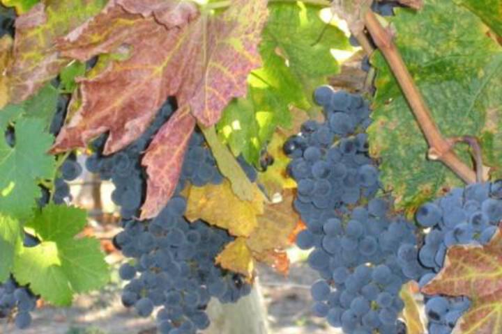 Pearlessence Vineyard Inn