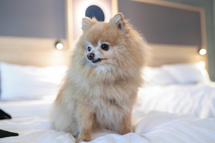Pet Friendly 50 of 57
