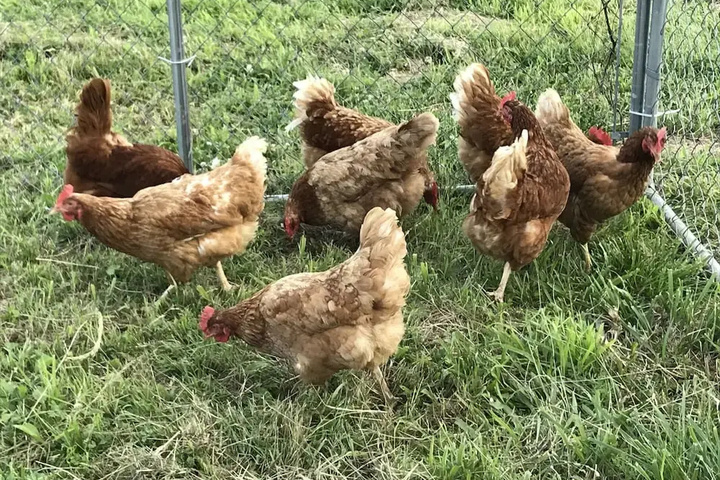 Sweetspire Ranch