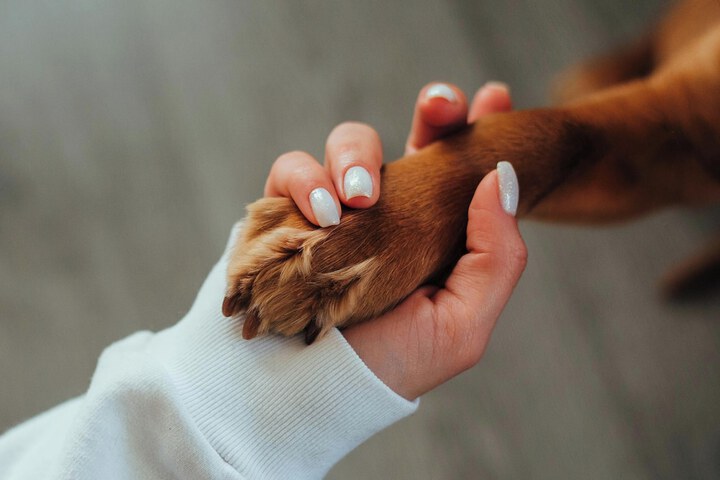 Pet Friendly 70 of 72