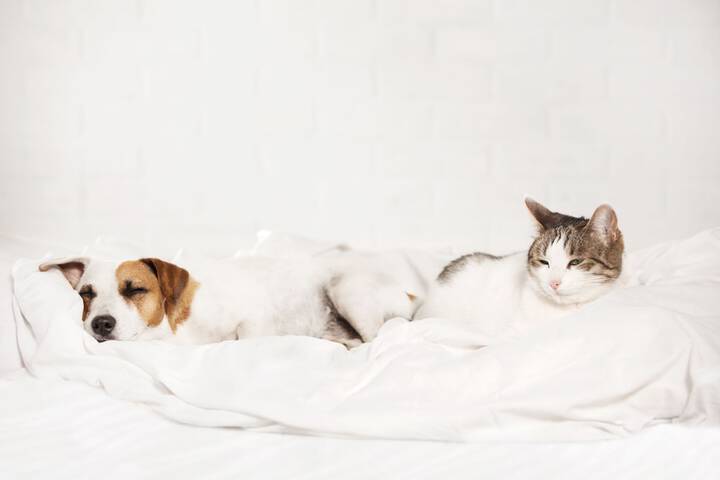 Pet Friendly 24 of 27