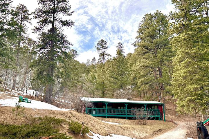 Ponderosa Pines