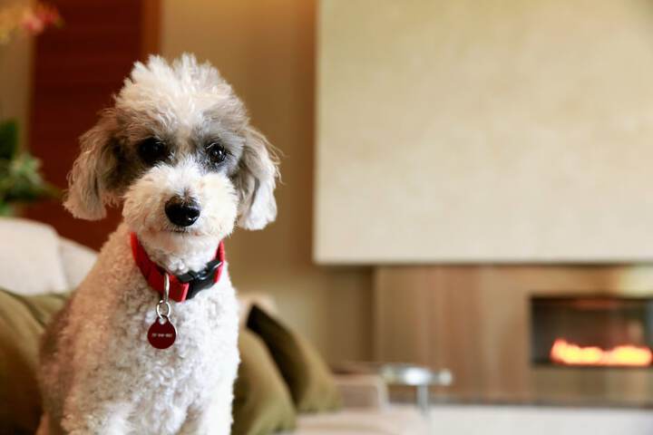 Pet Friendly 36 of 40