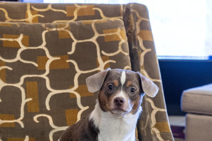 Pet Friendly 82 of 86