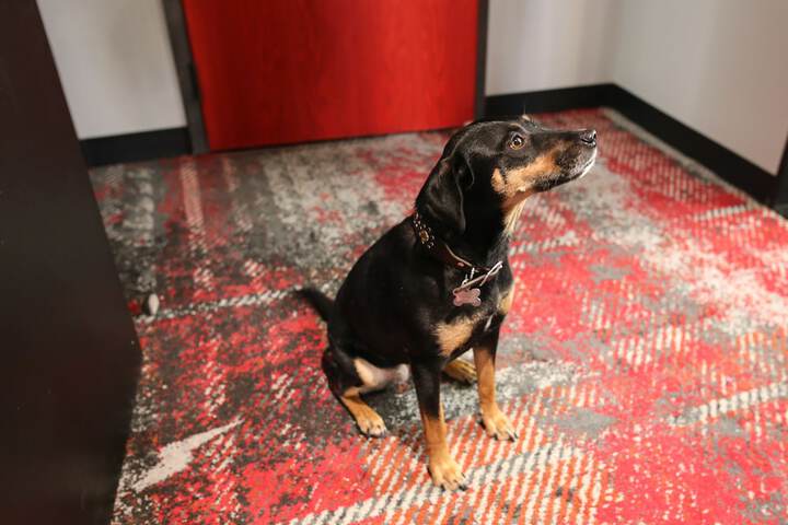 Pet Friendly 83 of 85