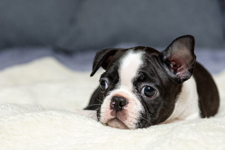Pet Friendly 59 of 60