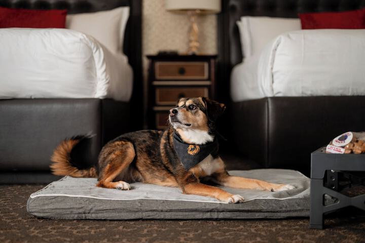 Pet Friendly 56 of 56
