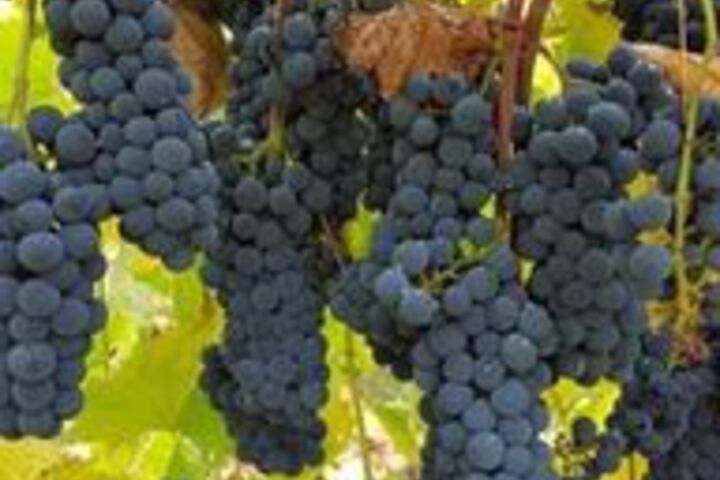 Columbia Gardens Winery and Grape Escape Guesthouse