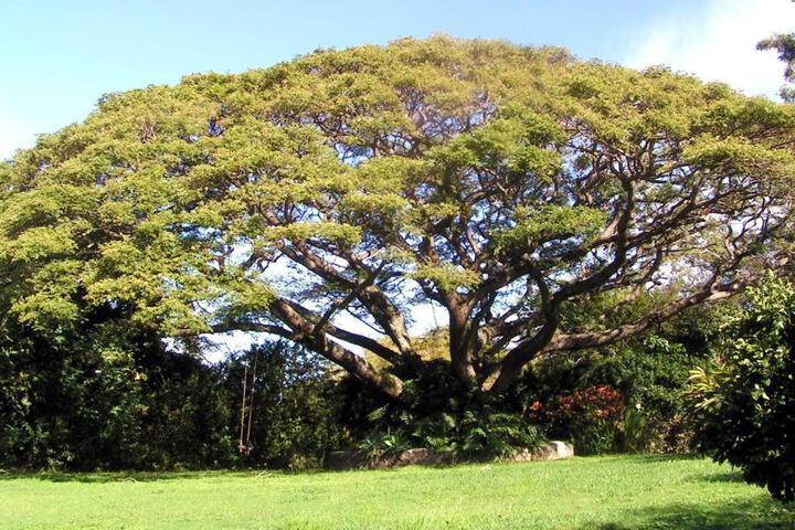 Banyan Tree B & B Retreat